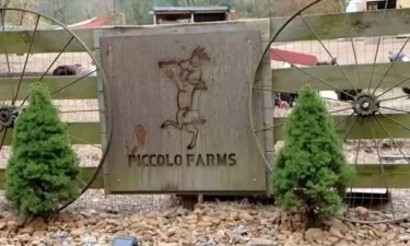 The owners of Piccolo Farms Animal Sanctuaryy in Whites Creek believe the rescue turkeys stolen from the facility may have been taken for breeding purposes.