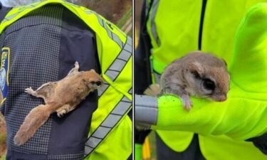 A Plymouth police officer met an unexpected member of the community during his shift this weekend. Officer Andrew Whelan was directing traffic when a flying squirrel landed on him