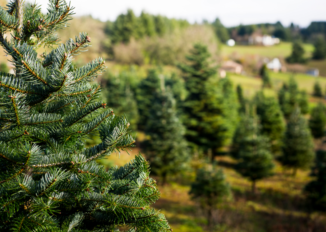 States that produce the most Christmas trees