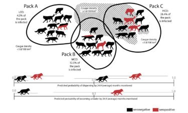 A graphic depicts the probability of dispersal and becoming a pack leader in healthy wolves compared with wolves infected by the T. gondii parasite over the course of two years.