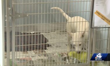 The Greenville Humane Society's "long-term residents" took pictures with Santa. The animal shelter posted the pictures on its Facebook page.