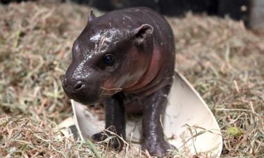 The Metro Richmond Zoo welcomed the birth of a pygmy hippopotamus in time for Christmas