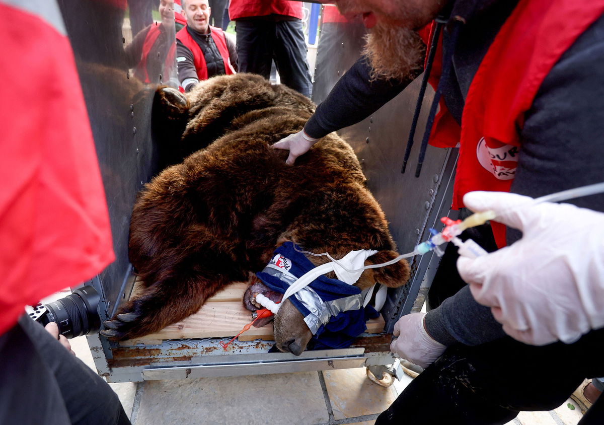 <i>Gent Shkullaku/AFP/Getty Images</i><br/>Animal welfare activists move Mark from his cage in Tirana