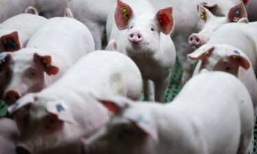 Pig herds in Germany have shrunk to a record low as producers battle soaring input costs