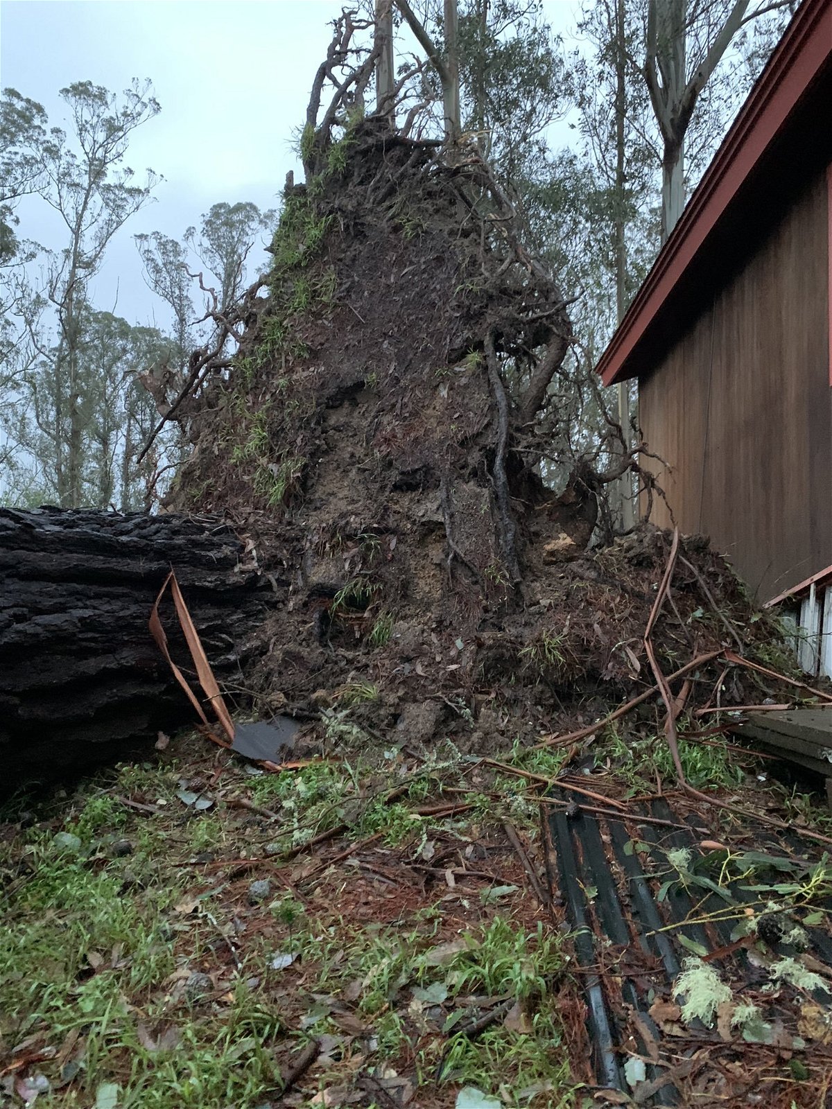This image shows damaged a downed tree in the El Granada area of the San Mateo County.