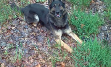 The Genesee County Sheriff’s Office announced the end of watch for K9 Officer Bullet on Thursday.