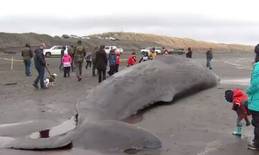 Officials said it is an unusual stranding of a whale on the Oregon coast and are working on finding out exactly what happened.