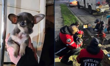 Firefighters came to the rescue when a little pup got stuck in a sewer pipe in North Portland on Sunday.