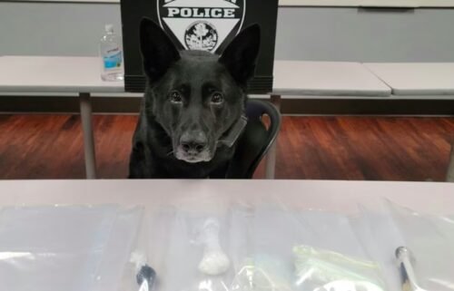 Saginaw Police K9 Cigan sits behind a table with evidence found inside a stolen car.