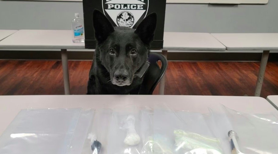 Saginaw Police K9 Cigan sits behind a table with evidence found inside a stolen car.