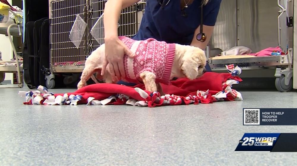 A dog found glued to the ground in Boca Raton is now recovering at a local animal rescue.