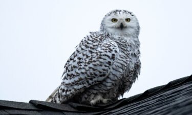 Pictured is the snowy owl perched on a rooftop in a neighborhood in Cypress