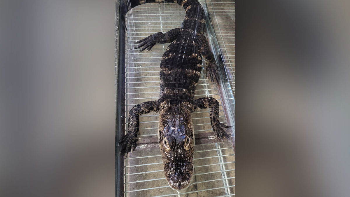 <i>Courtesy Kevin Wilson</i><br/>The juvenile alligator was found apparently abandoned in a plastic container in Neptune