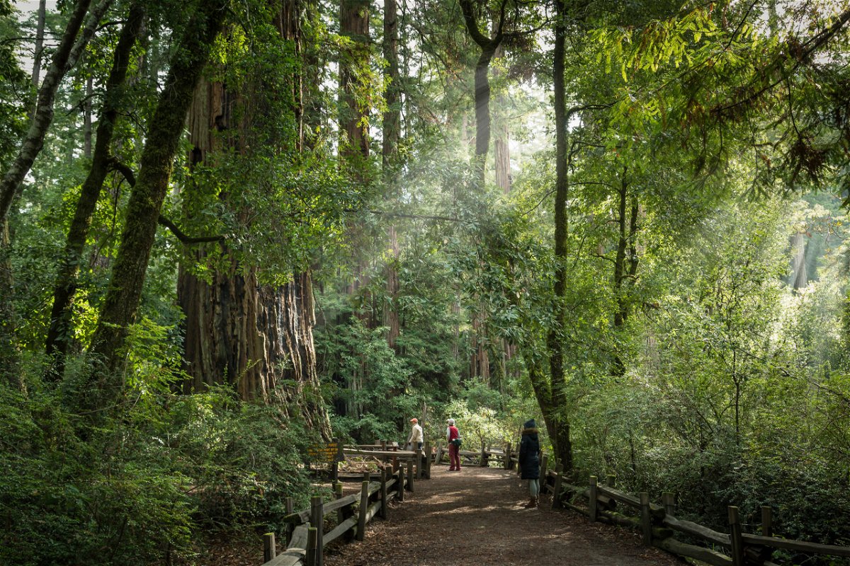 <i>Adobe Stock</i><br/>Big Basin Redwoods State Park in California is pictured here in an undated photo.