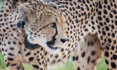 South Africa has signed an agreement with India to reintroduce dozens of cheetahs to the South Asian country after eight of the big cats were sent from Namibia in 2022. A Namibian cheetah is pictured at Erindi Private Game Reserve in February 2022.