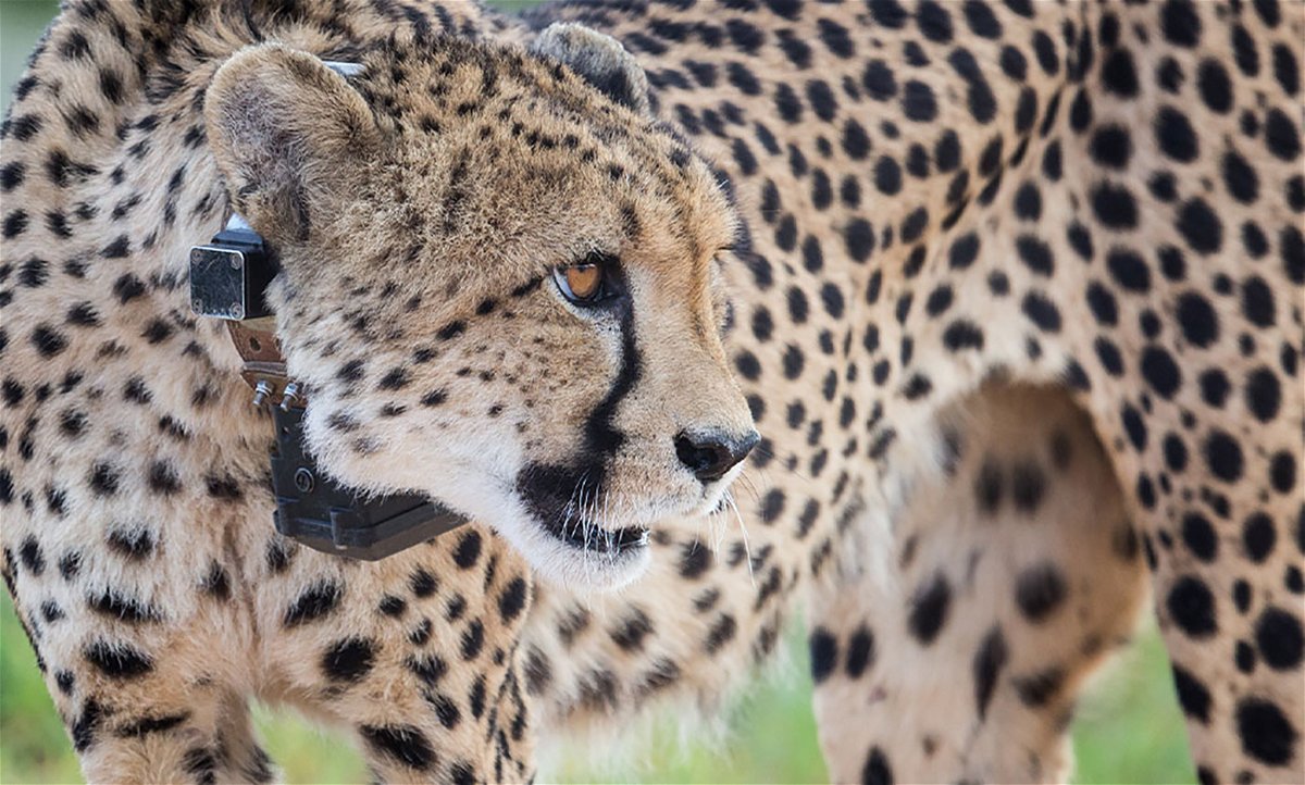 <i>Cheetah Conservation Fund</i><br/>South Africa has signed an agreement with India to reintroduce dozens of cheetahs to the South Asian country after eight of the big cats were sent from Namibia in 2022. A Namibian cheetah is pictured at Erindi Private Game Reserve in February 2022.