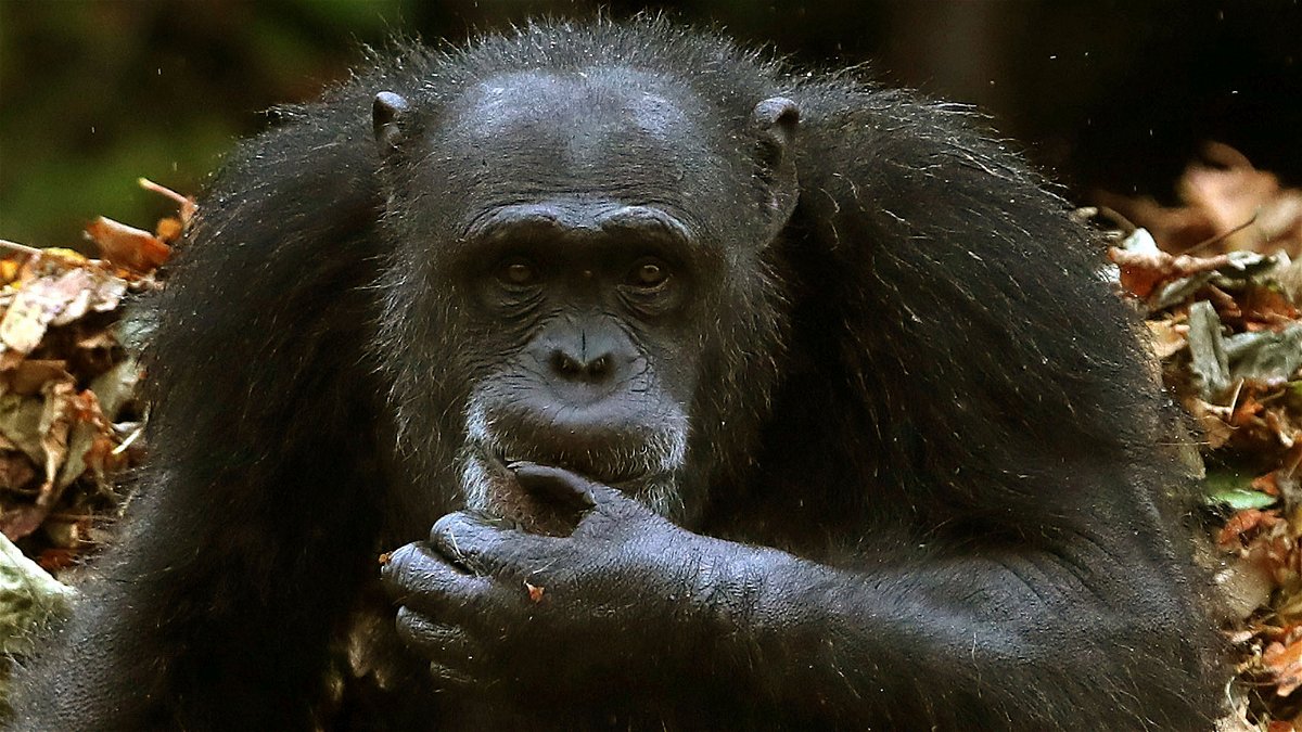 Great apes deploy more than 80 signals to communicate everyday goals