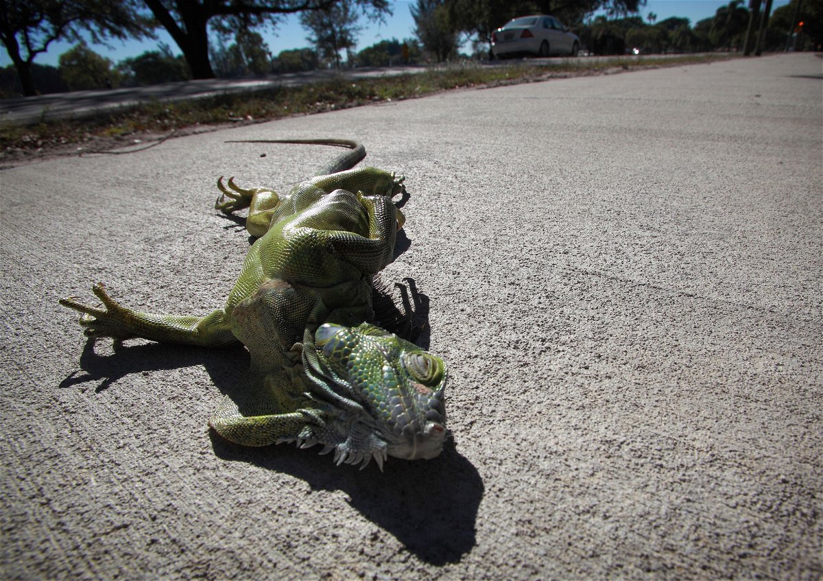 <i>Cristobal Herrera/South Florida Sun Sentinel/Tribune News Service/Getty Images</i><br/>Cold weather can temporarily paralyze iguanas