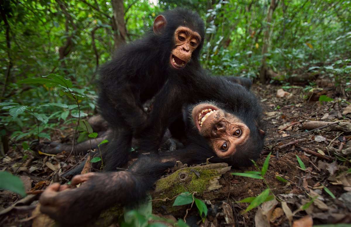 <i>Anup Shah/Stone RF/Getty Images</i><br/>Adolescent chimpanzees showed more risk taking behavior than their adult counterparts