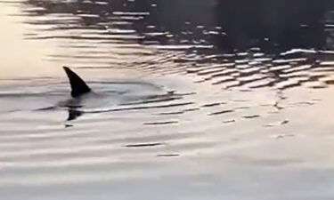 A bystander captured video of dolphins in the Bronx River this week