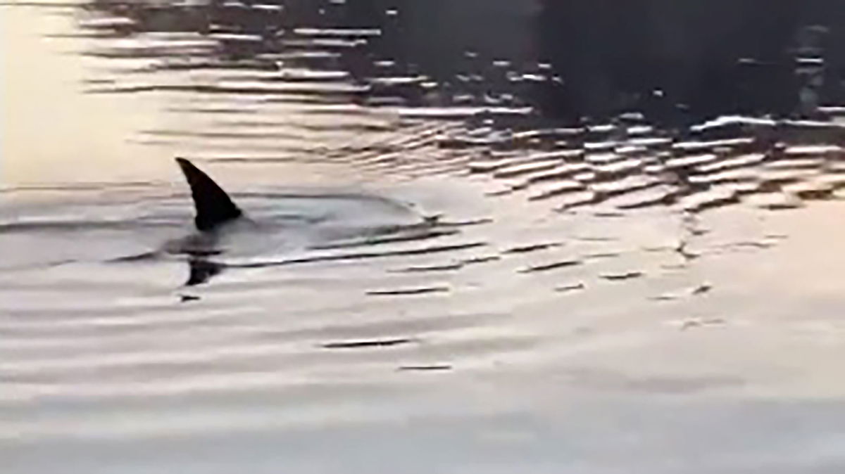 <i>Courtesy Nick Banco</i><br/>A bystander captured video of dolphins in the Bronx River this week