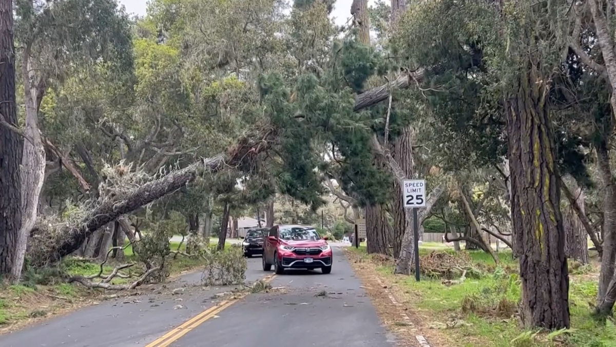 Strong winds and rain topple California trees - KYMA