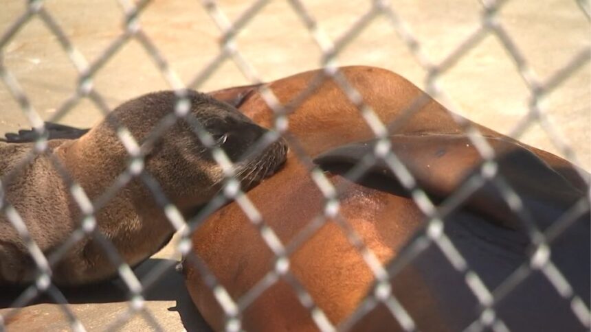 California rescuers trying to save sea lions and seals - KYMA