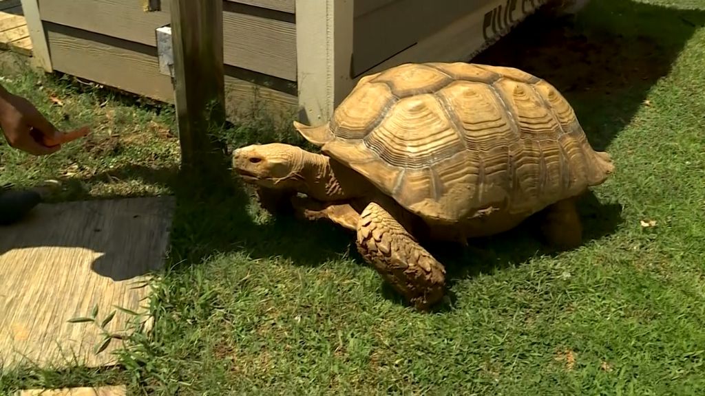 Alabama community comes together to keep tortoise in their neighborhood ...