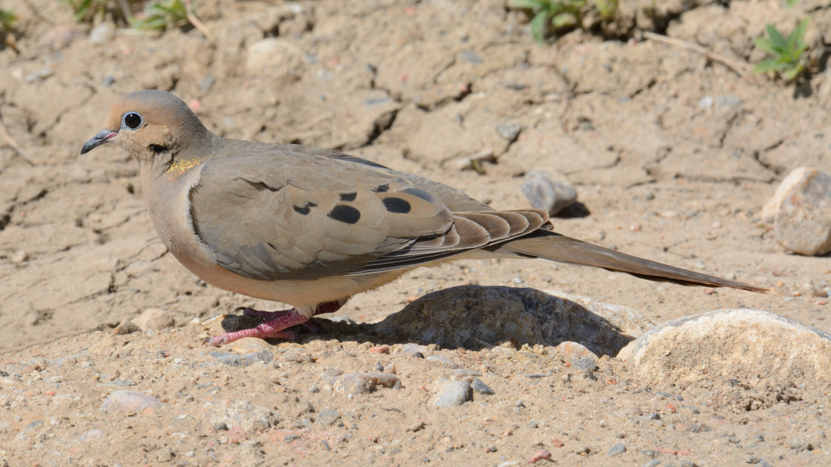 Dove hunting season opens Friday - KYMA