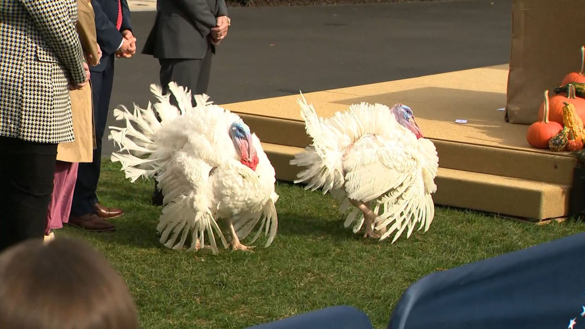 President Biden Pardons Two Turkeys Ahead Of Thanksgiving Holiday - KYMA