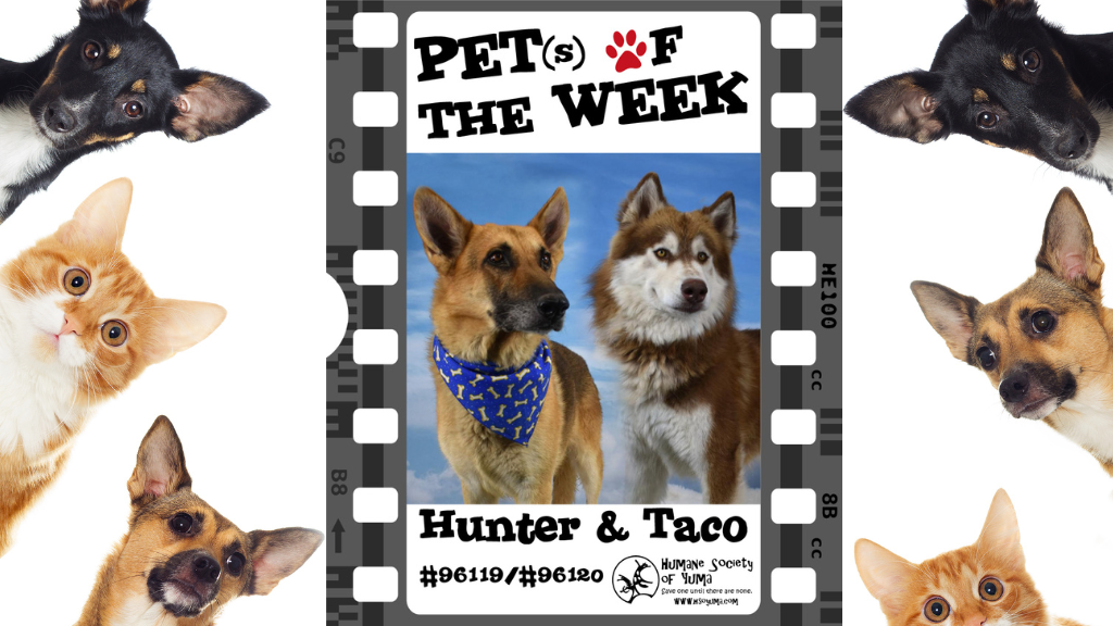 Pet Talk: Meet Hunter and Taco