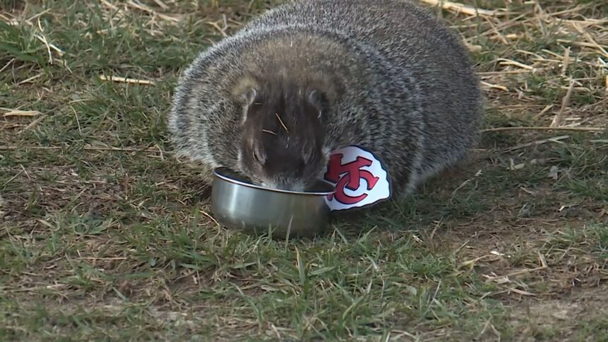 North Carolina groundhogs make predictions for weather and Super Bowl