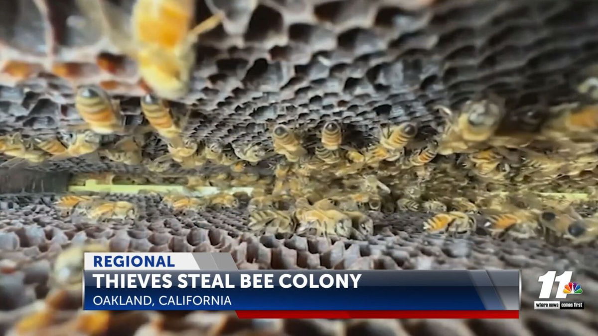 California thieves steal colony of honey bees - KYMA