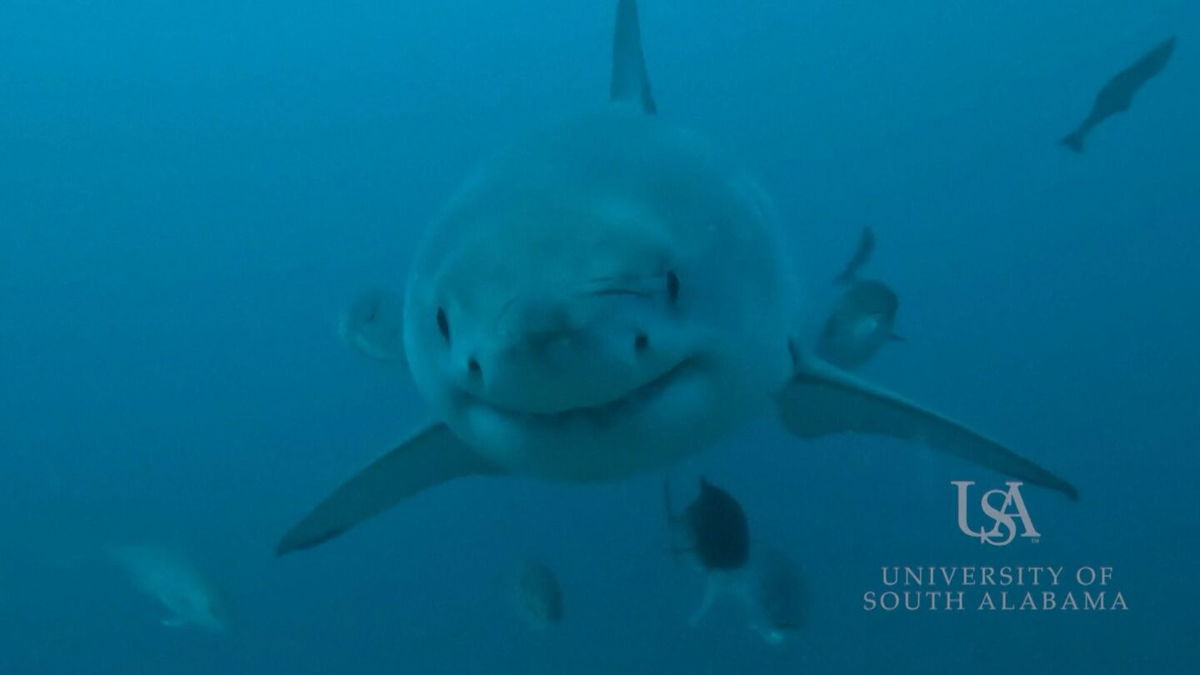 CAUGHT ON CAMERA: Great white shark found off the coast of Alabama - KYMA