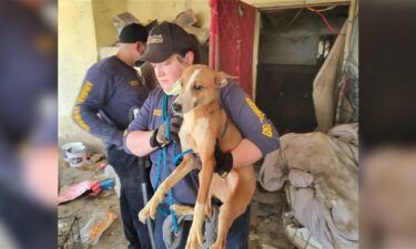 Docenas de perros rescatados en una casa en la ciudad de Termal