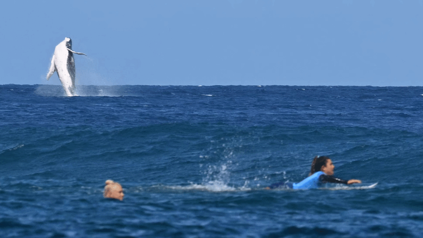 A whale breaches during women's surfing at the 2024 Paris Olympics.