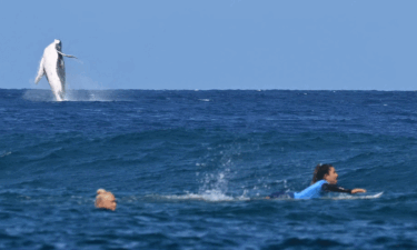 A whale breaches during women's surfing at the 2024 Paris Olympics.