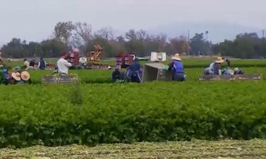 Hoy es el día de Agradecimiento al Campesino: un grupo poco representado