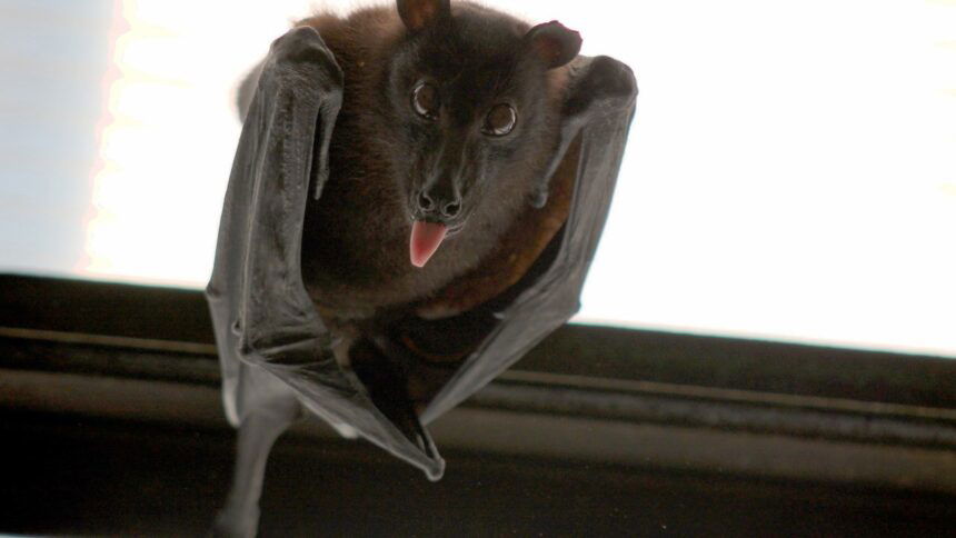 NAU students vacate dorm following bat infestation - KYMA