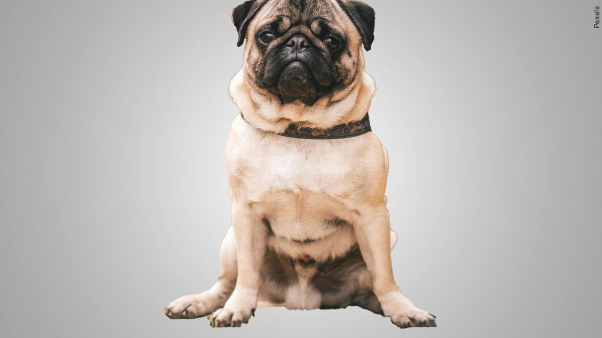 Vito The Pug Wins "Best In Show" At The National Dog Show - KYMA