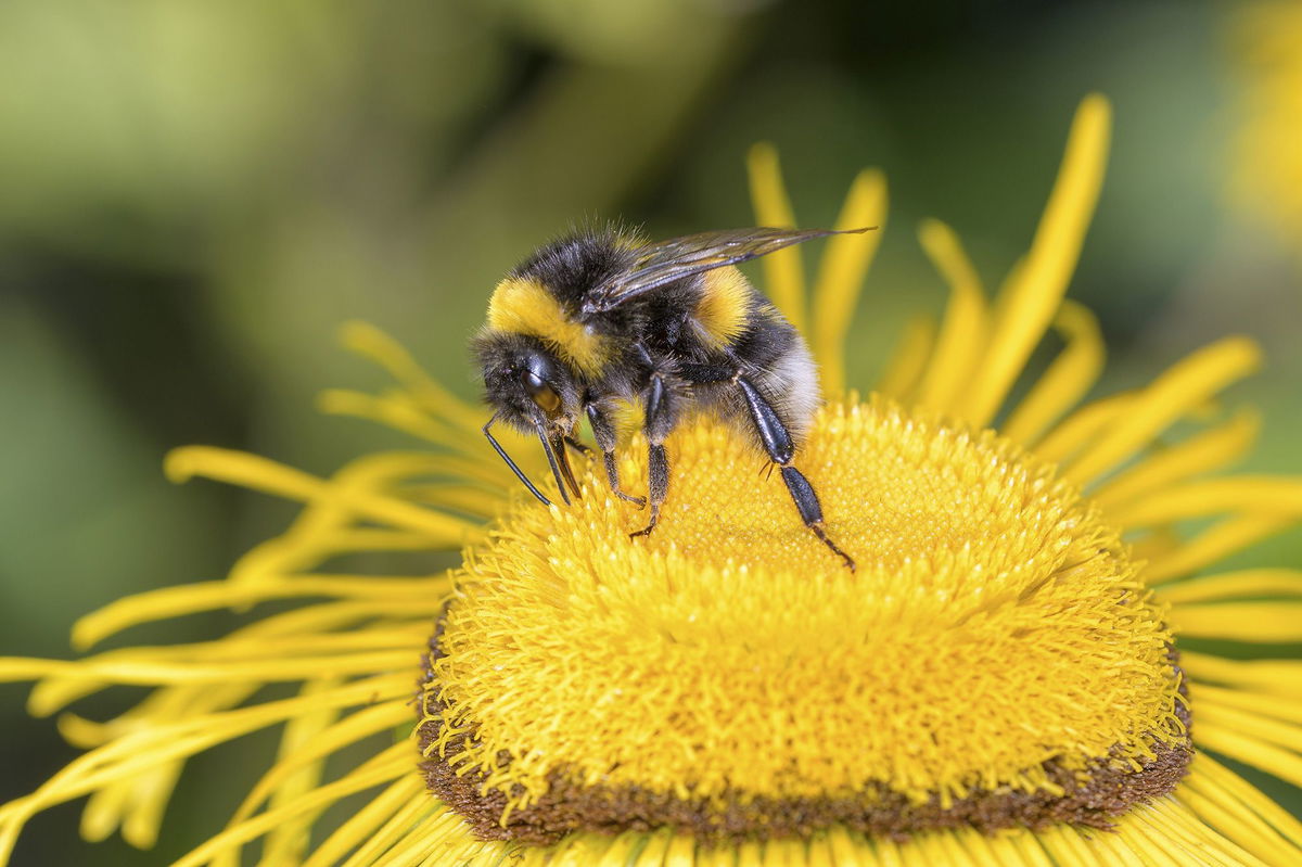 The researchers say they hope the study's findings will help people see that bumblebees are more than unthinking pollinators.